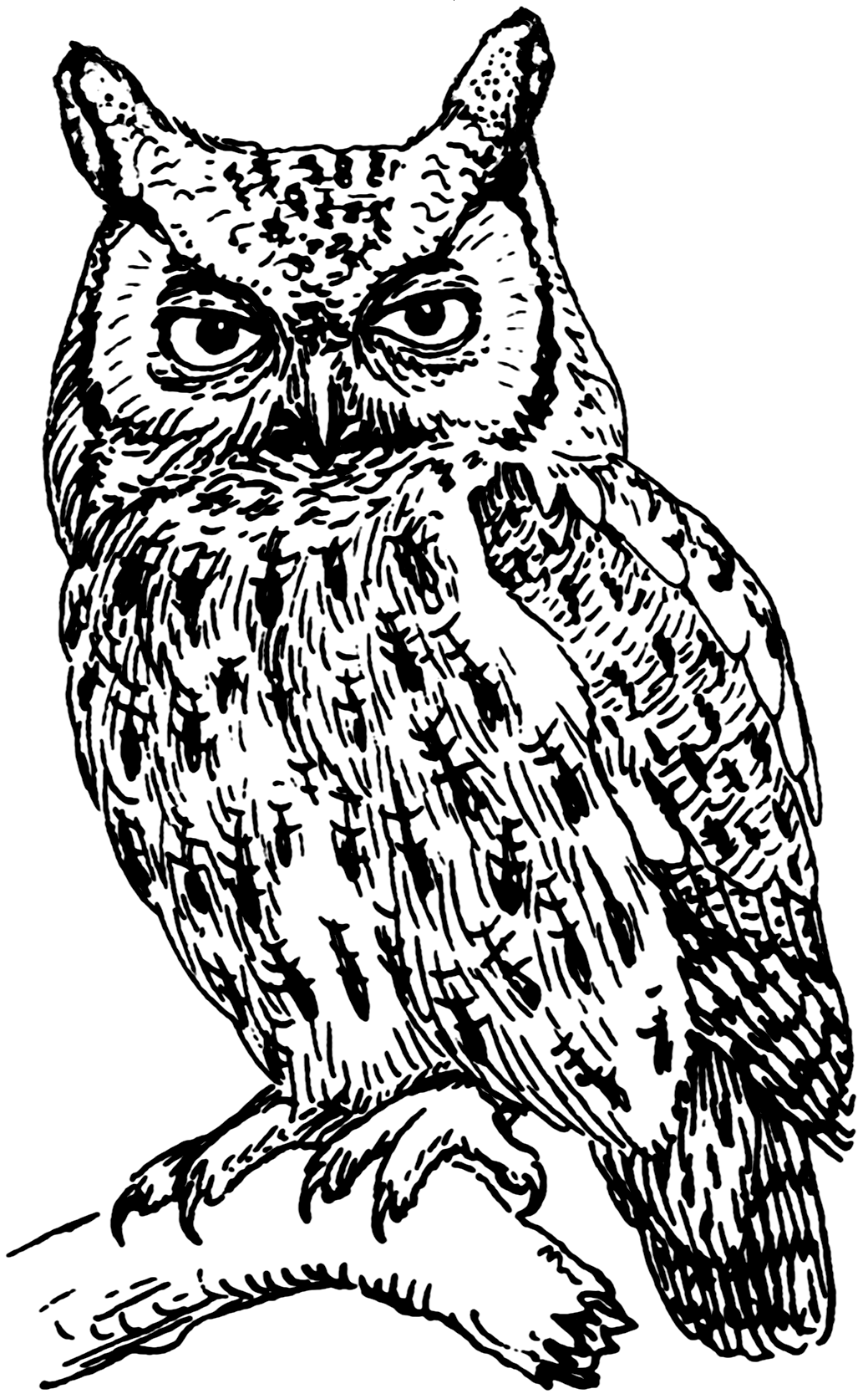 Papuan Hawk Owl wallpaper