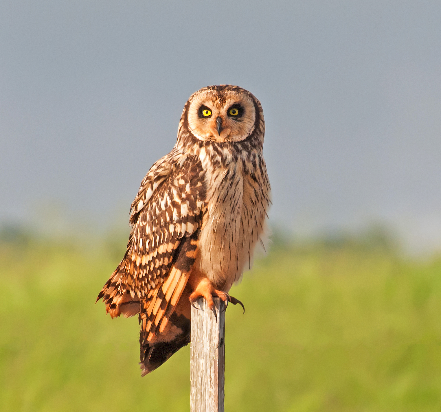 Short-eared Owl wallpaper