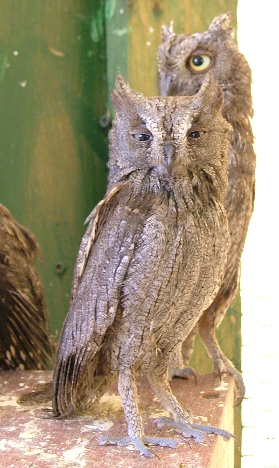 Scops Owl wallpaper