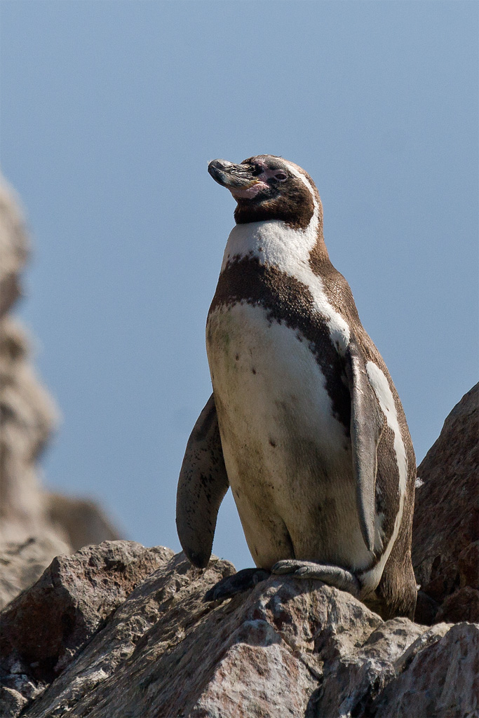 Humboldt penguin wallpaper