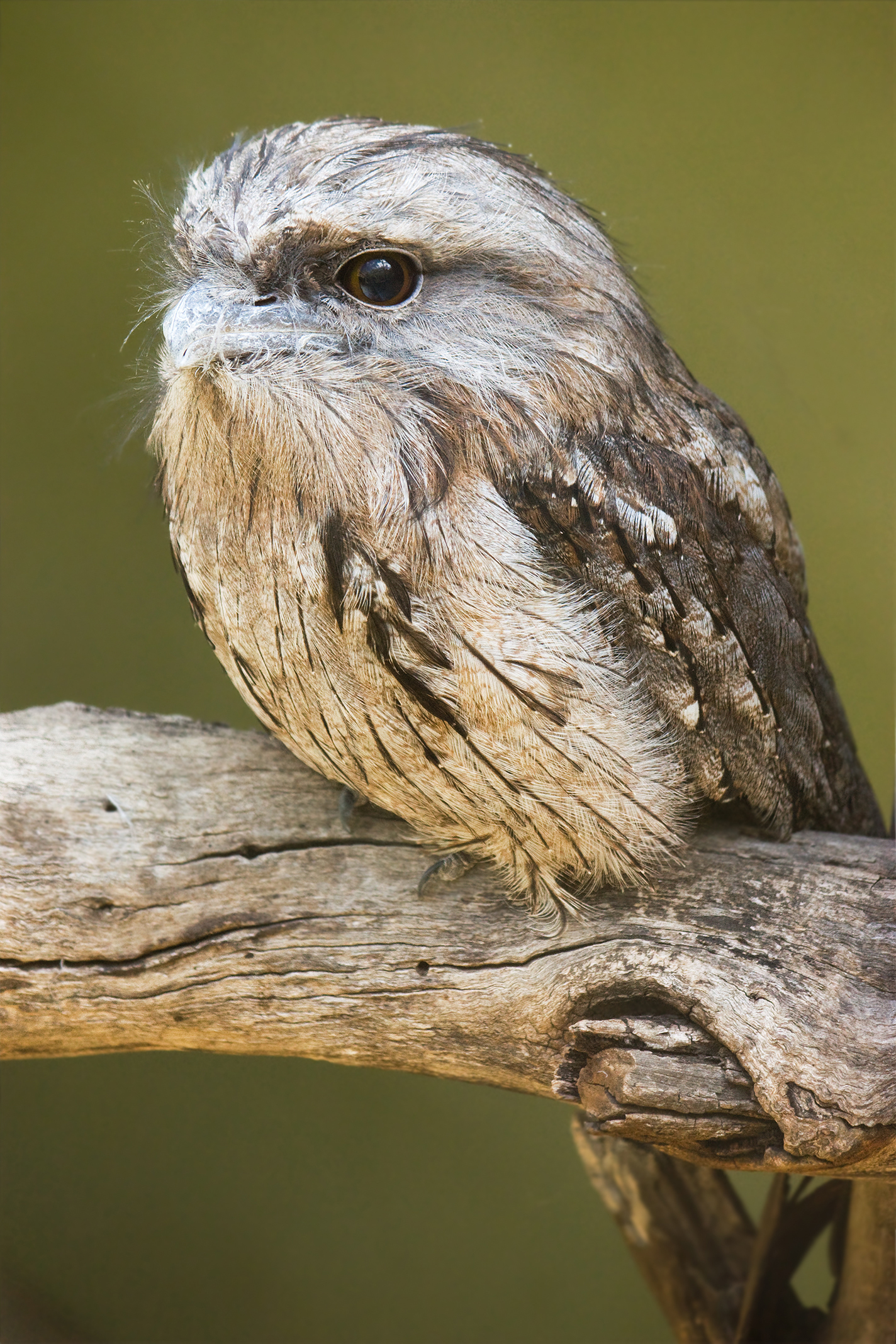 Tawny Frogmouth wallpaper