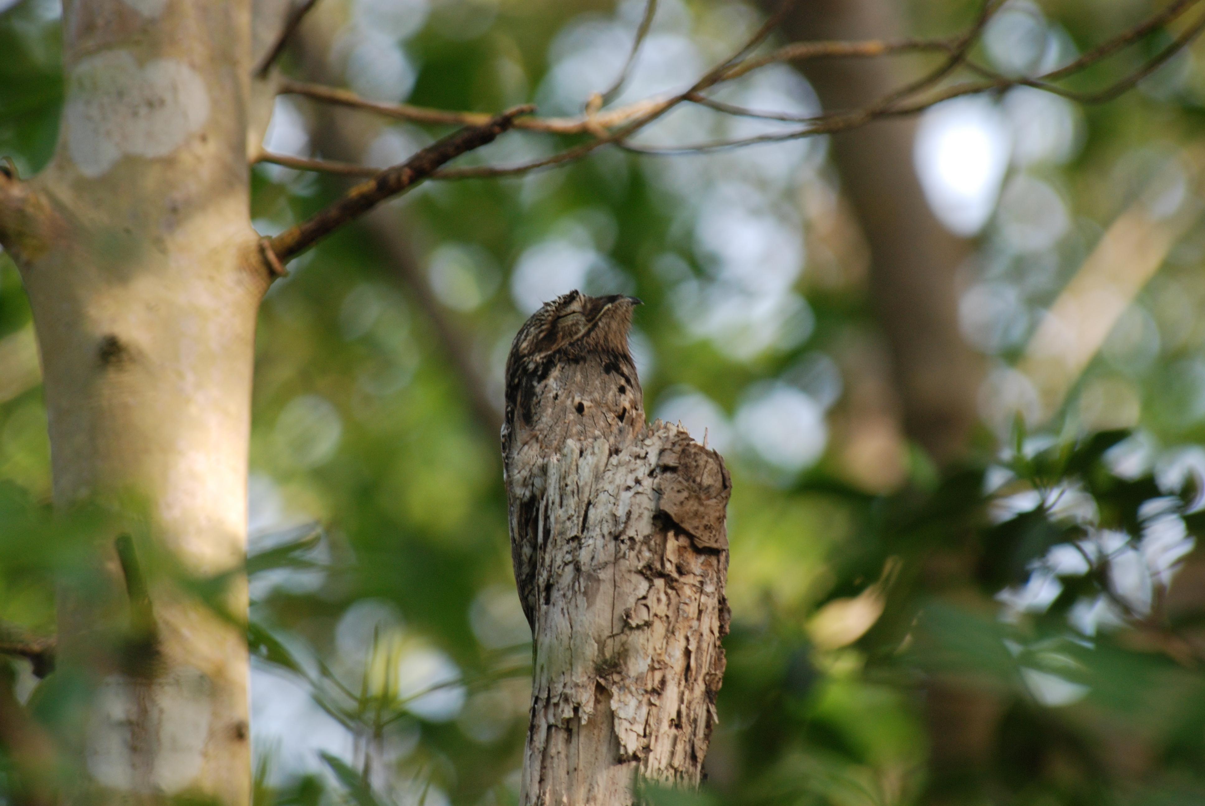 Common Potoo wallpaper