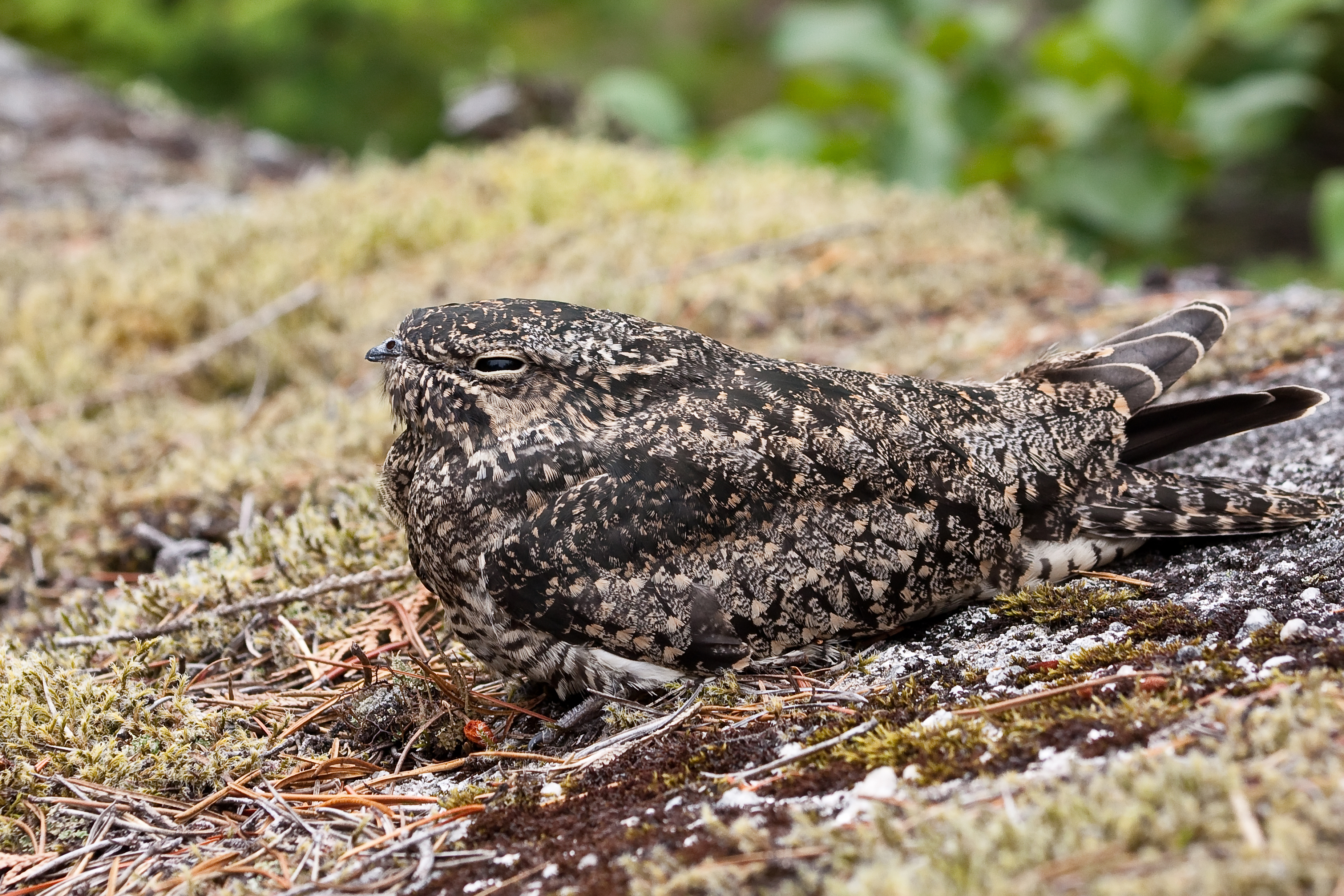 Common Nighthawk wallpaper