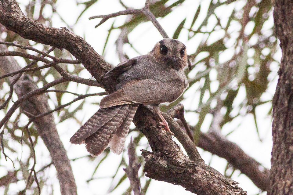 Australian Owlet-nightjar wallpaper