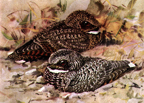 Common Poorwill wallpaper