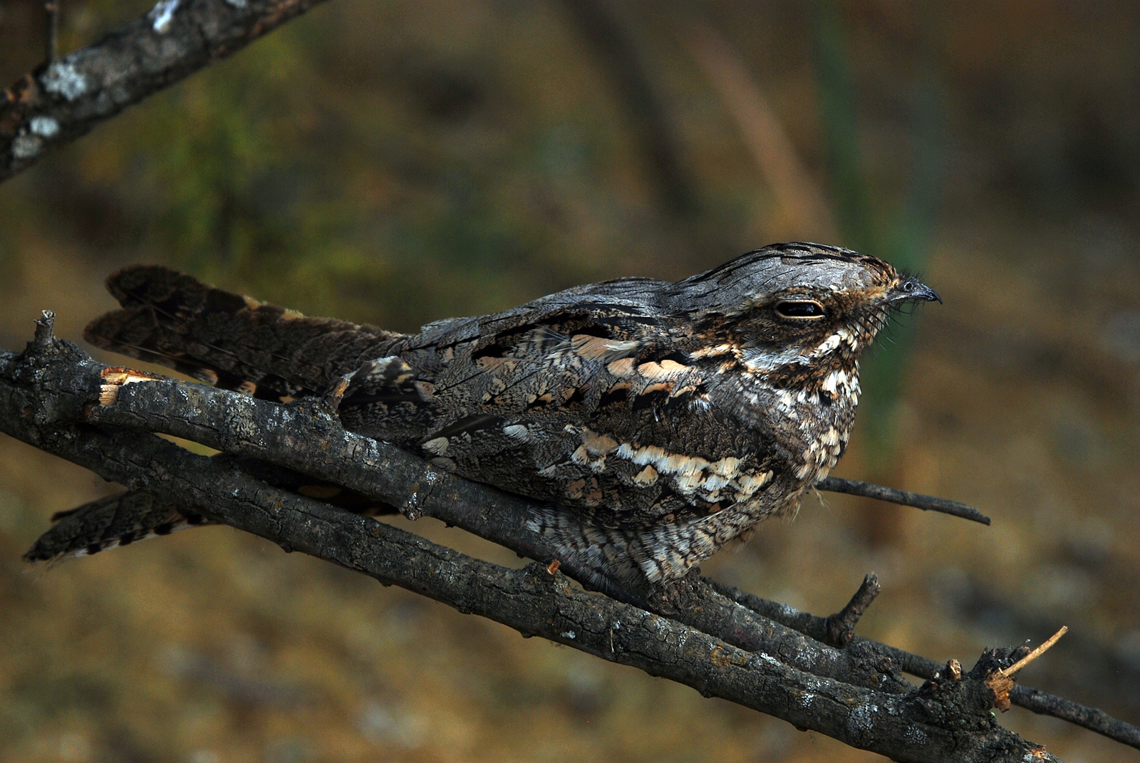 European Nightjar wallpaper