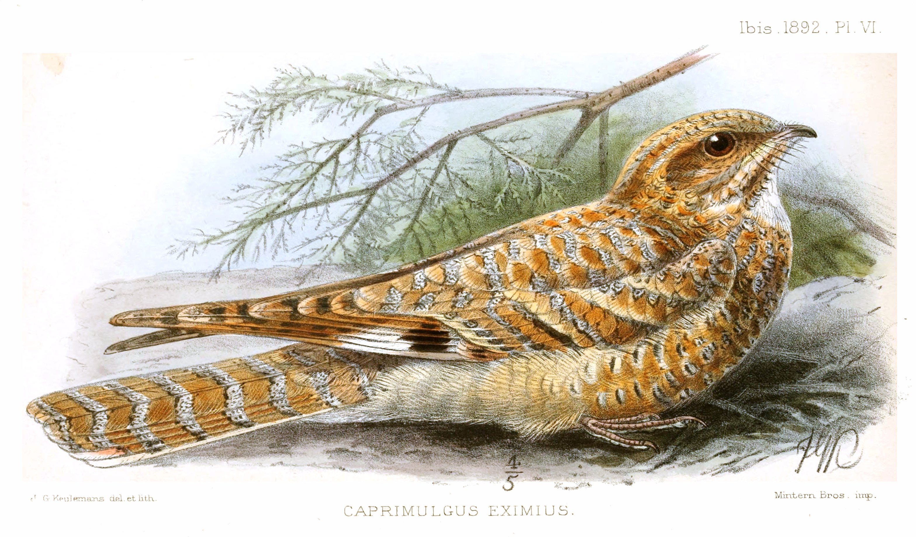 Golden Nightjar wallpaper