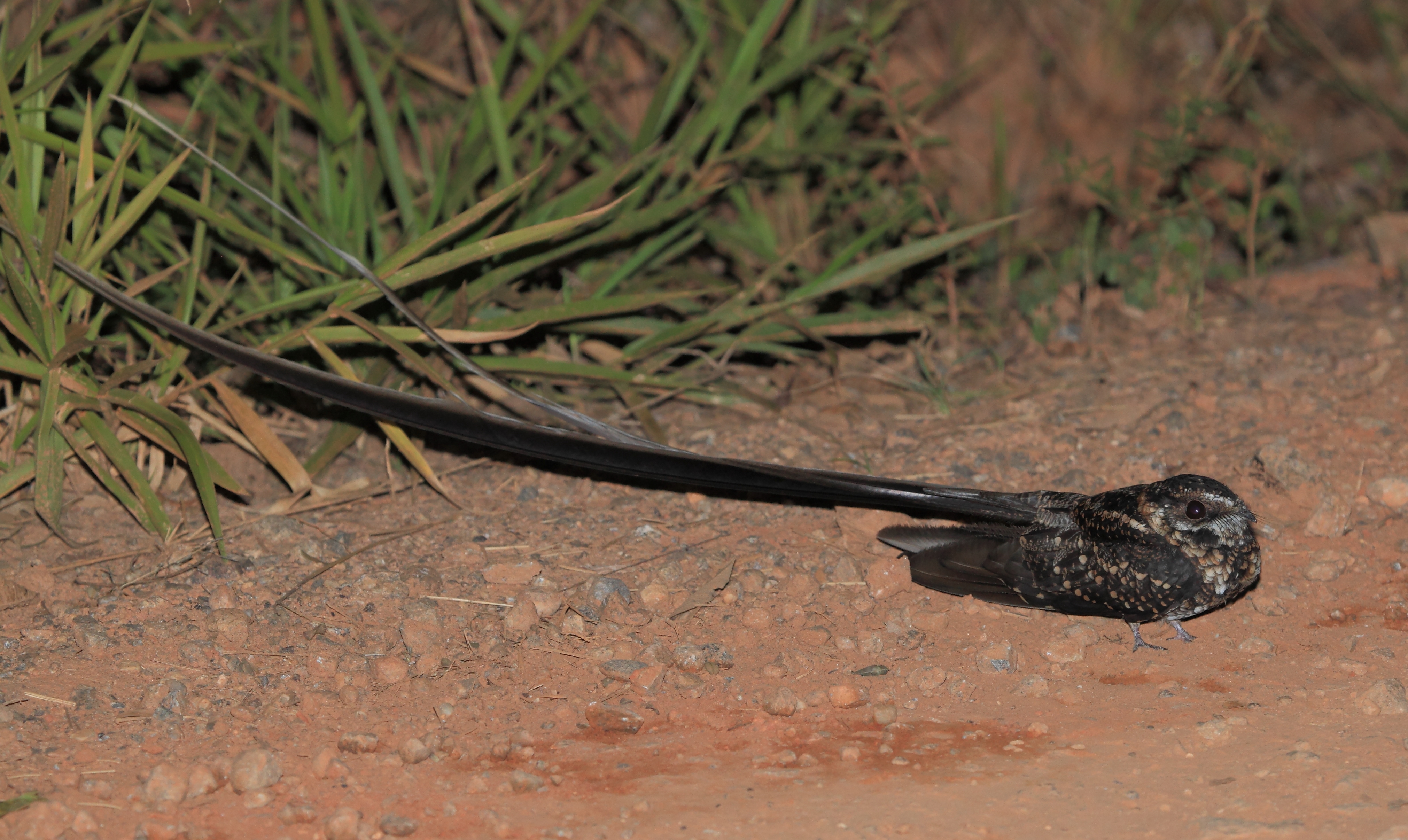 Long-trained Nightjar wallpaper