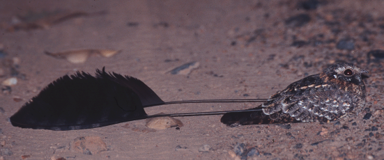 Standard-winged Nightjar wallpaper