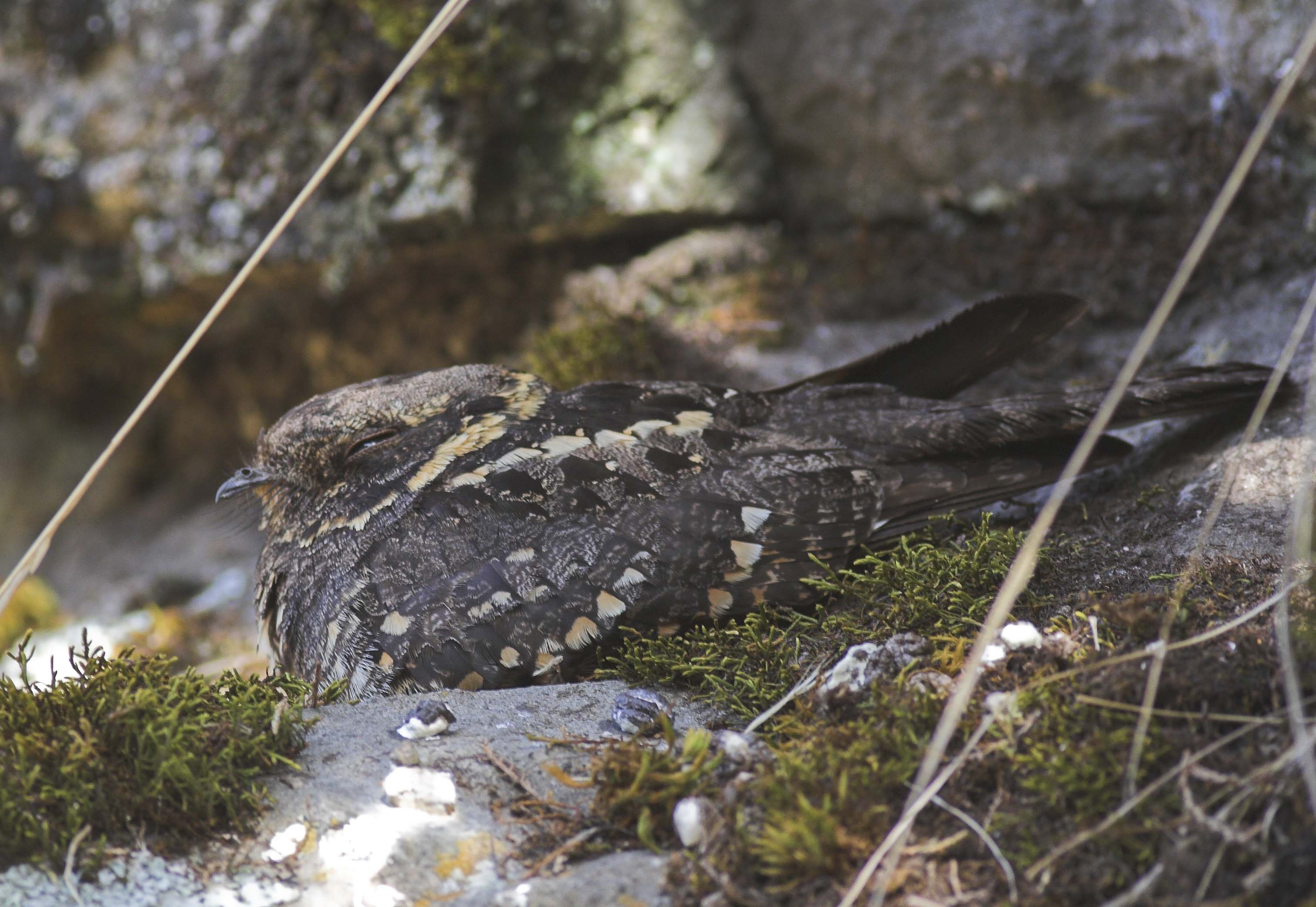 Abyssinian Nightjar wallpaper