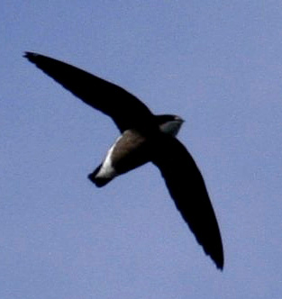 White-throated Needletail wallpaper