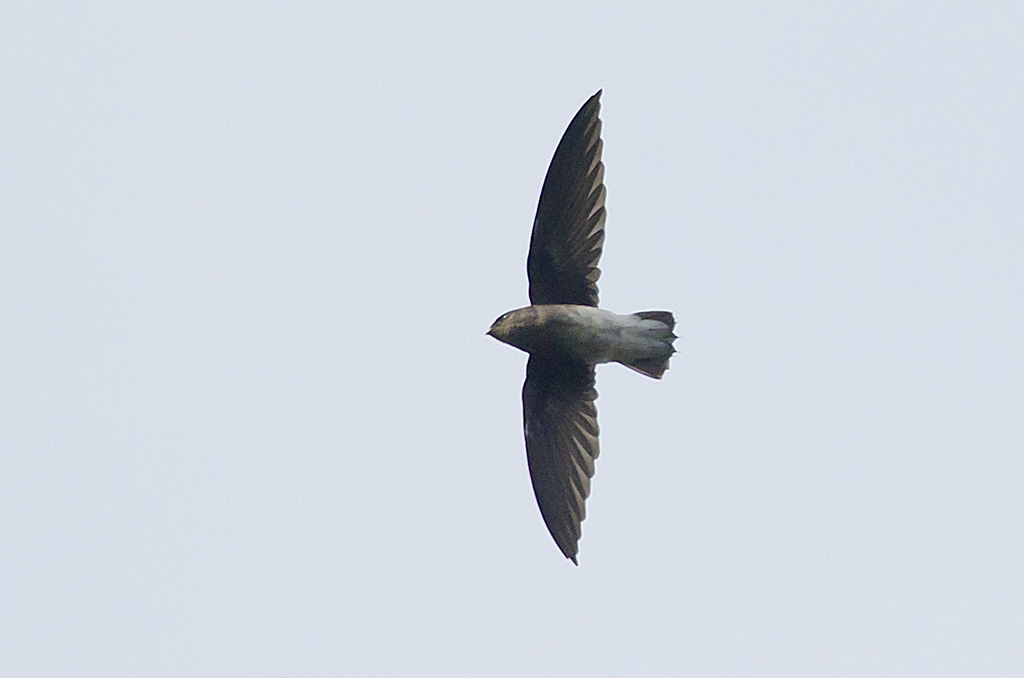 White-rumped Needletail wallpaper