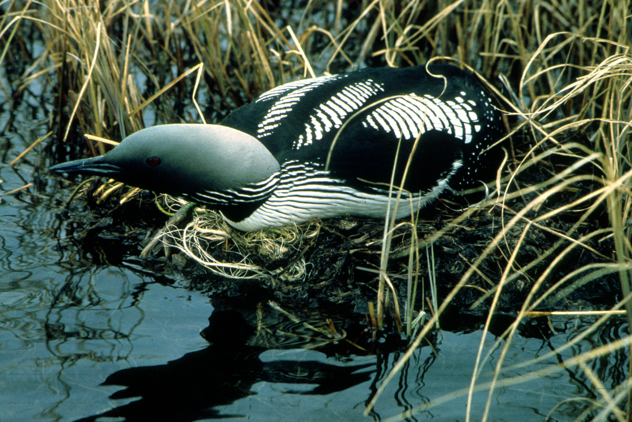 Black-throated Diver wallpaper