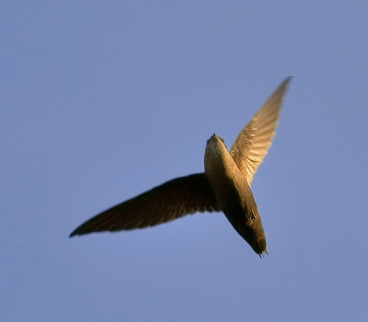 Chimney Swift wallpaper