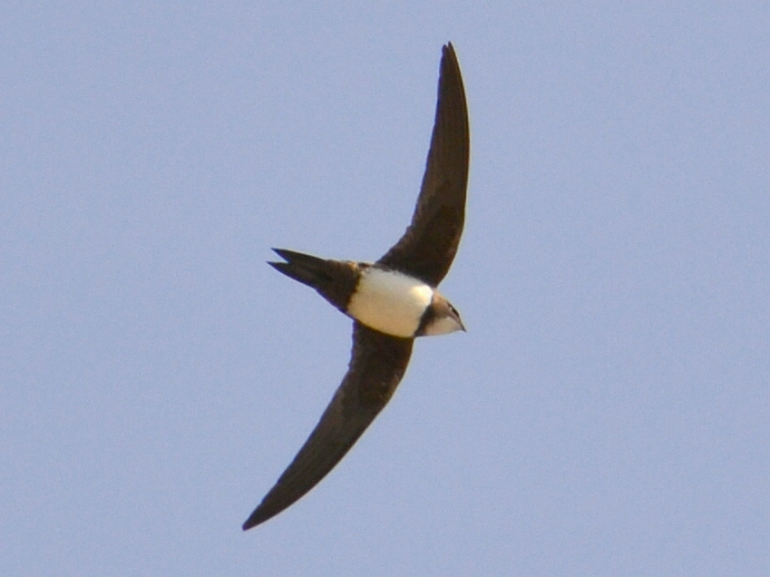 Alpine Swift wallpaper