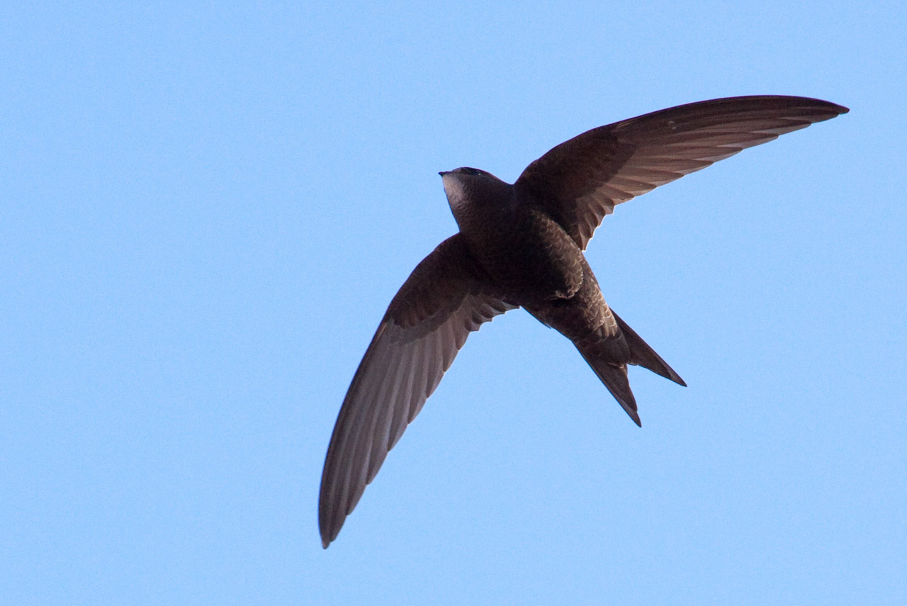 Common Swift wallpaper