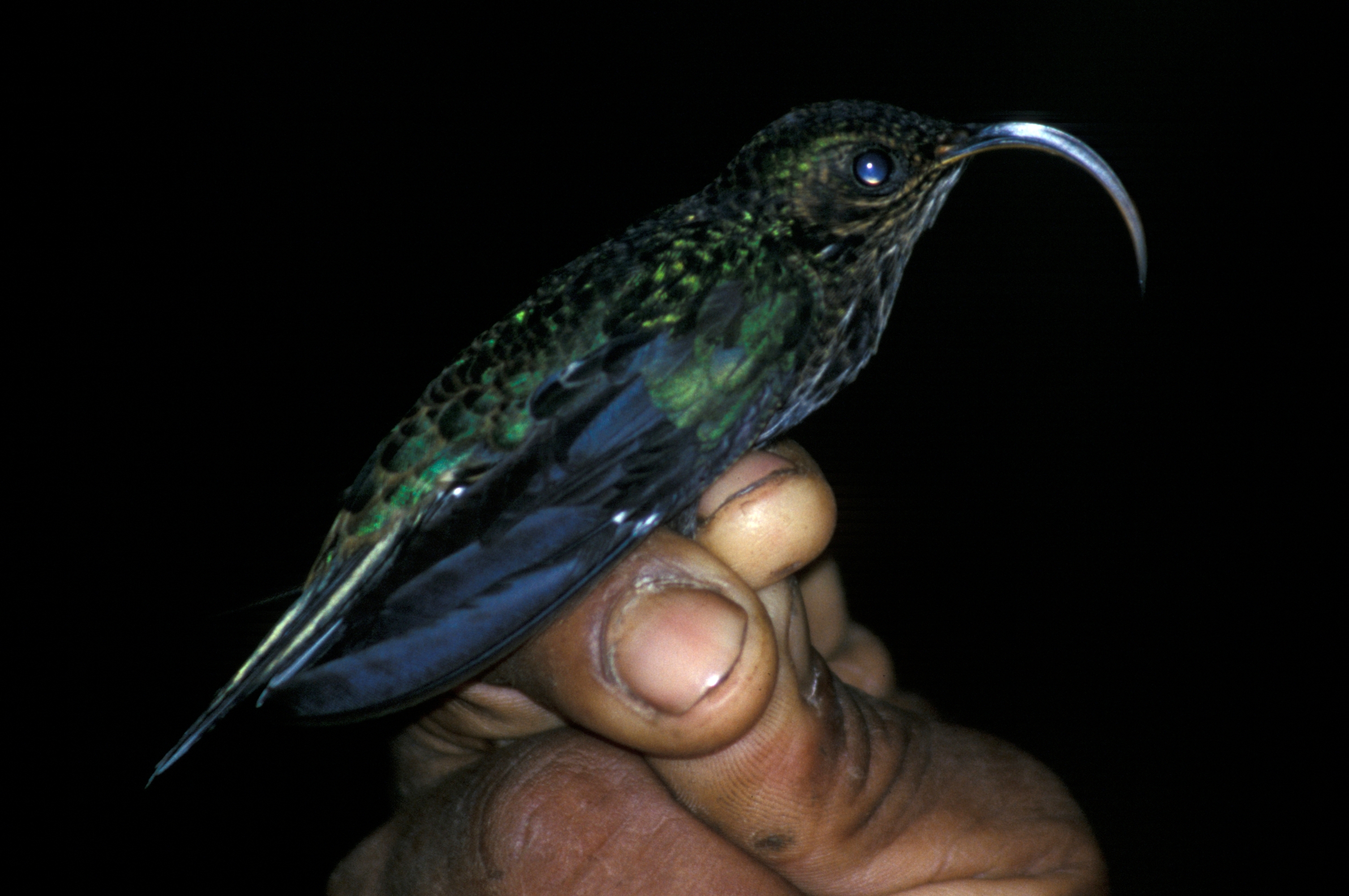 White-tipped Sicklebill wallpaper