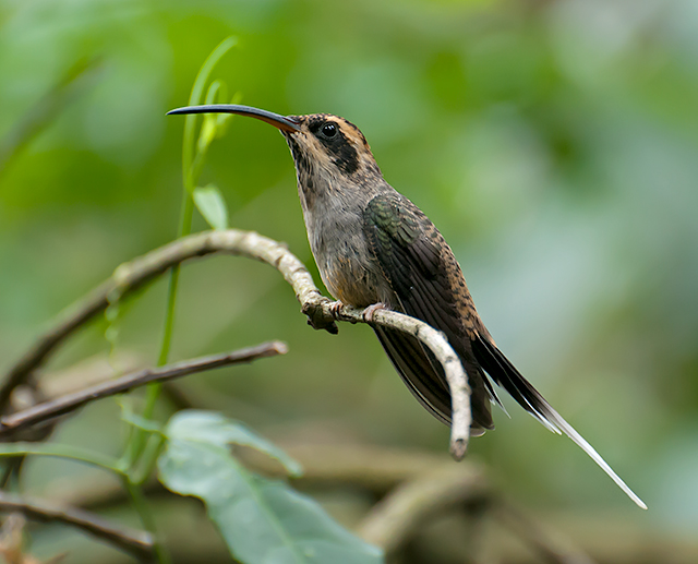 Scale-throated Hermit wallpaper