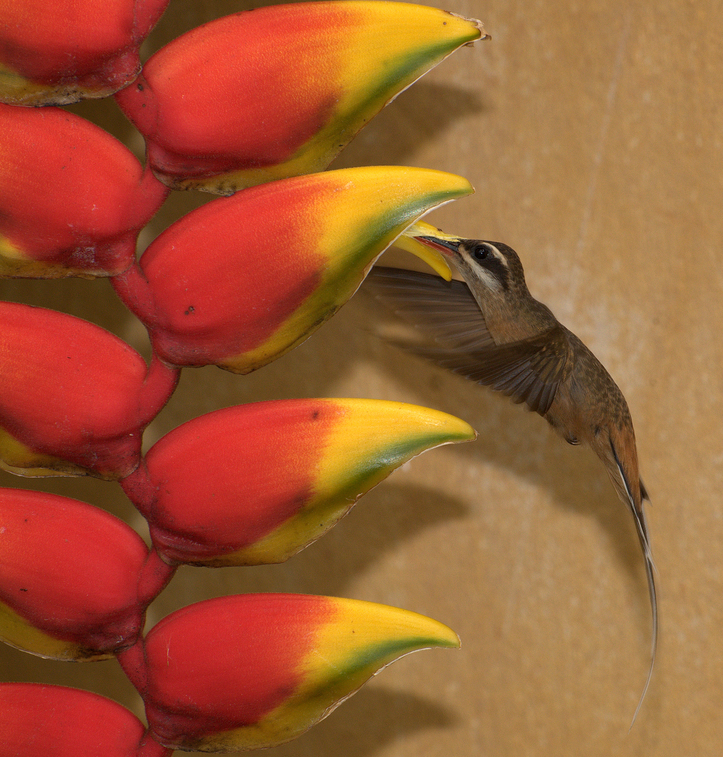 Planalto Hermit wallpaper