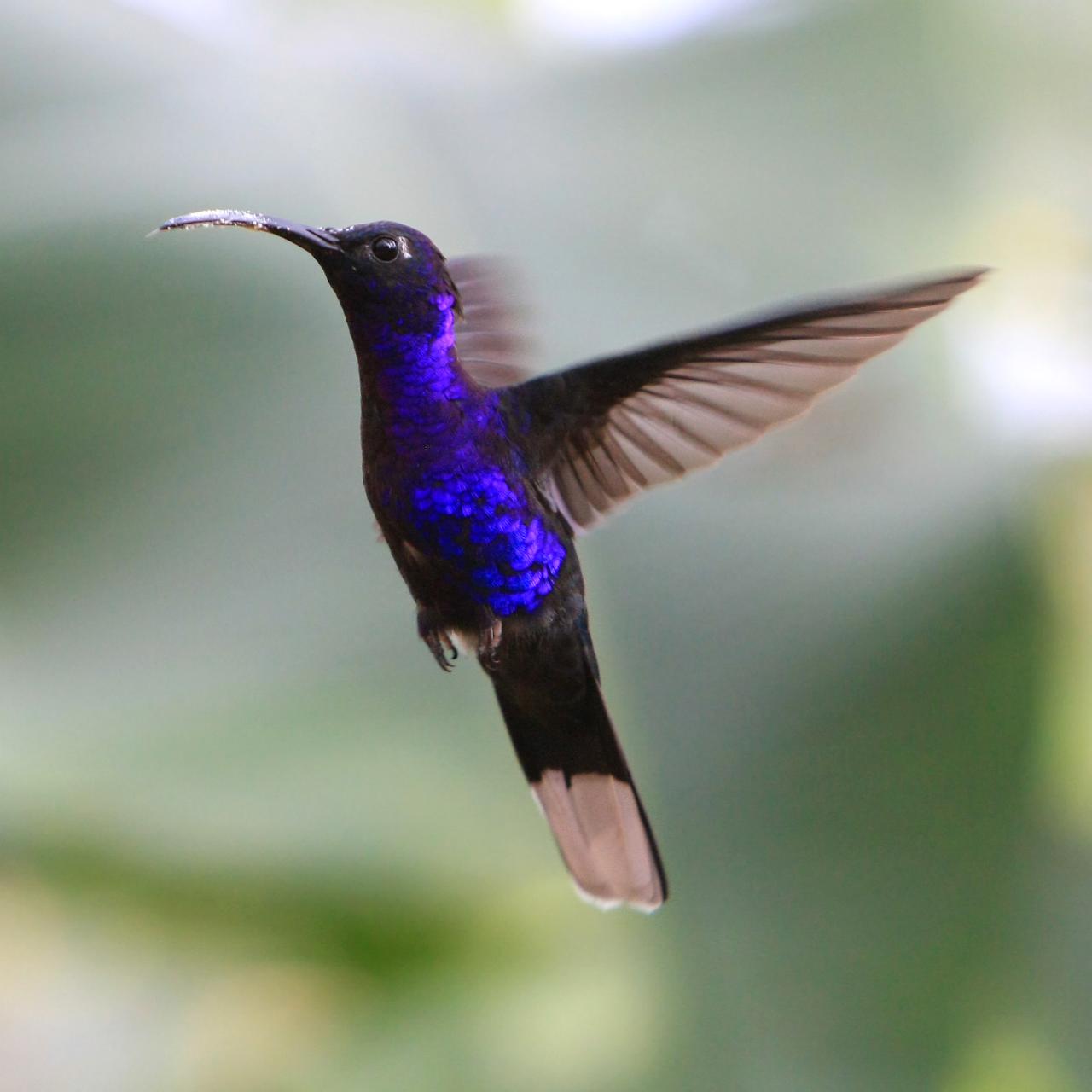 Violet Sabrewing wallpaper