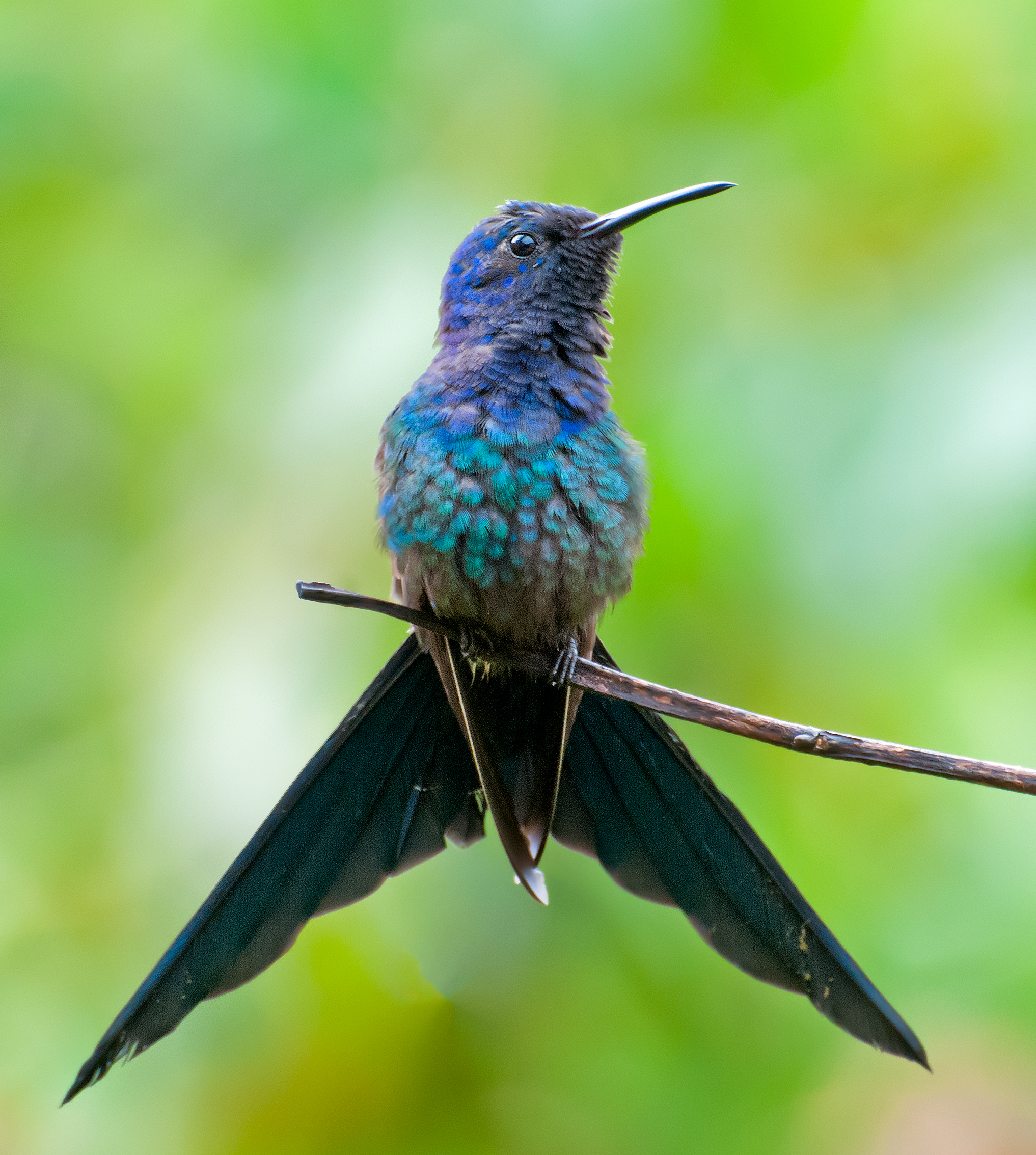 Swallow-tailed Hummingbird wallpaper