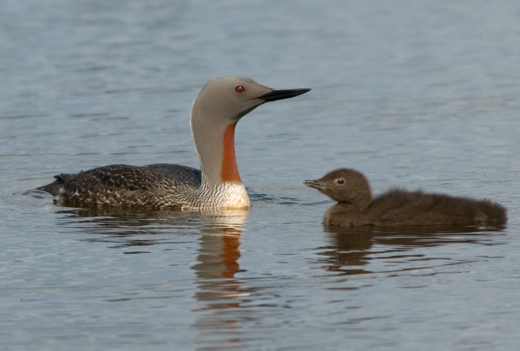 Red-throated Diver wallpaper