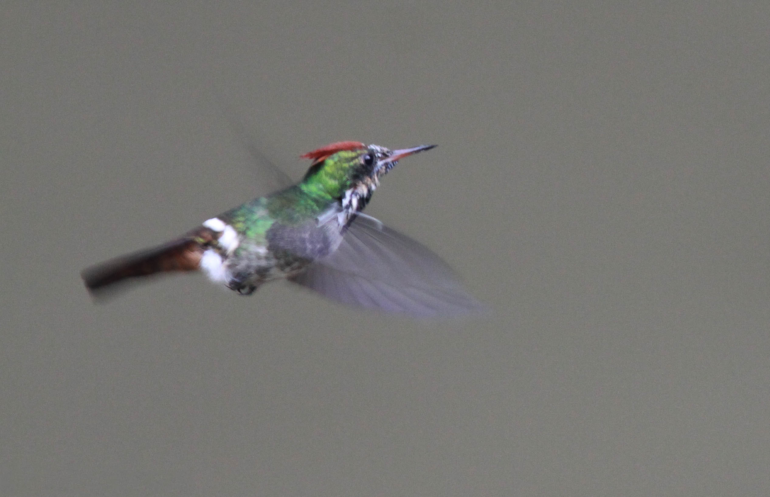 Frilled Coquette wallpaper