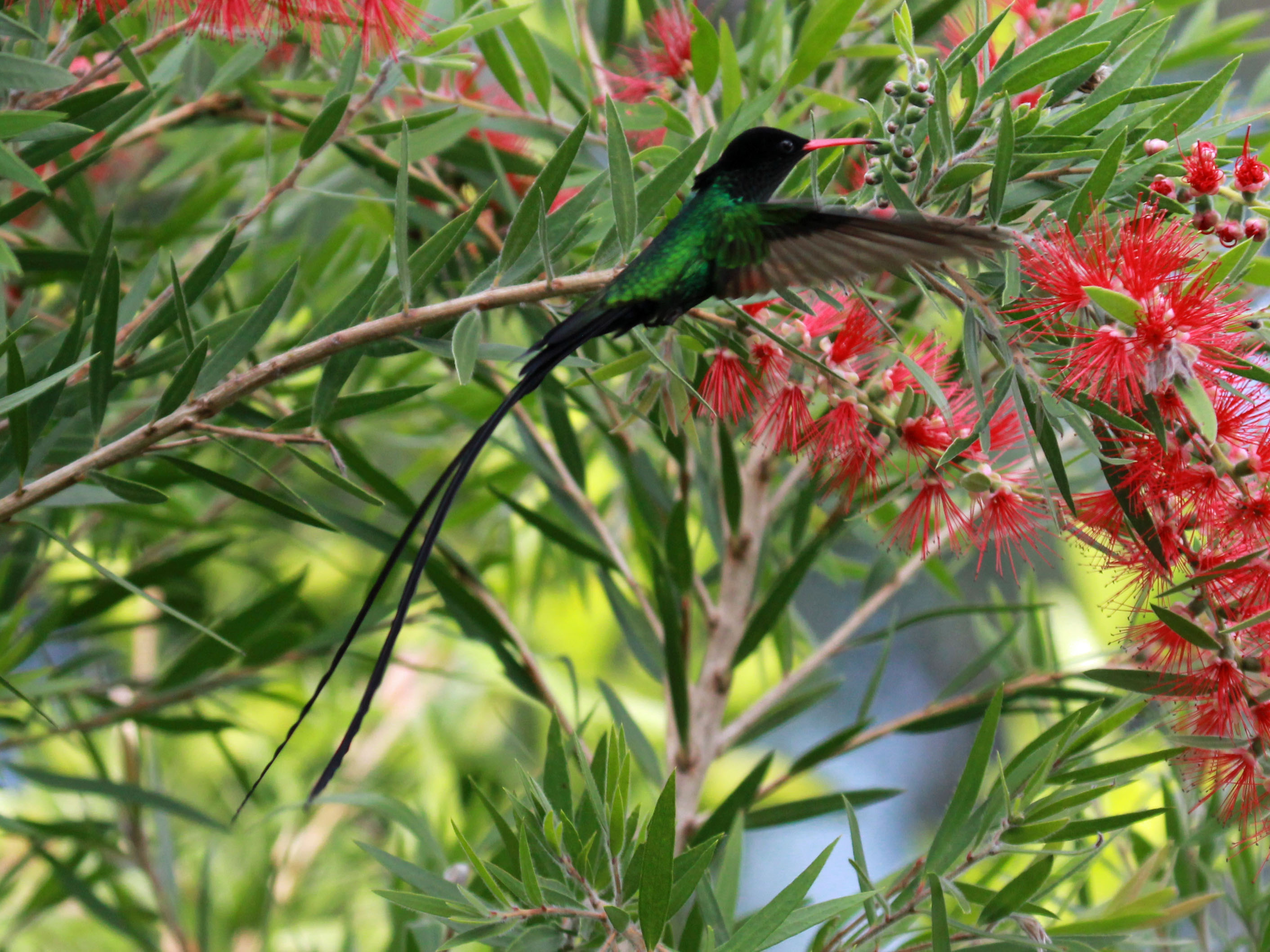 Red-billed Streamertail wallpaper