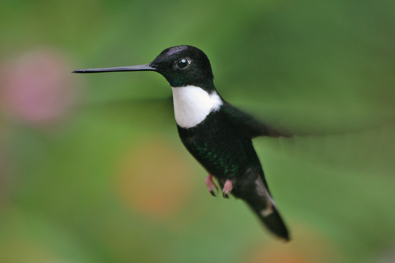 Collared Inca wallpaper