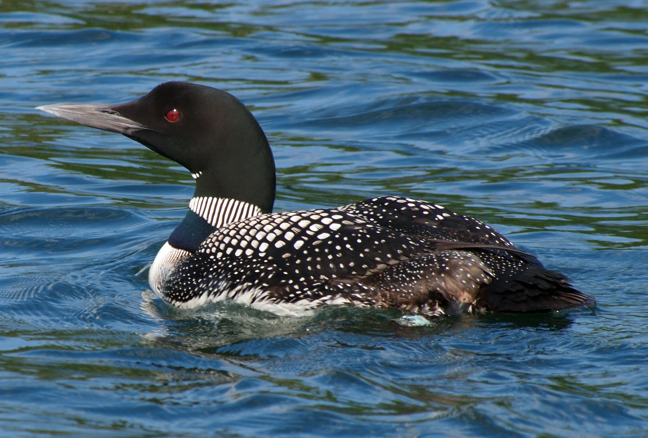 Great Northern Diver wallpaper