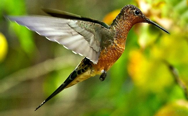 Giant Hummingbird wallpaper