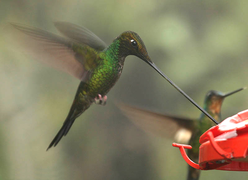 Sword-billed Hummingbird wallpaper