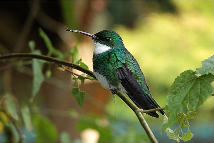 White-throated Hummingbird wallpaper