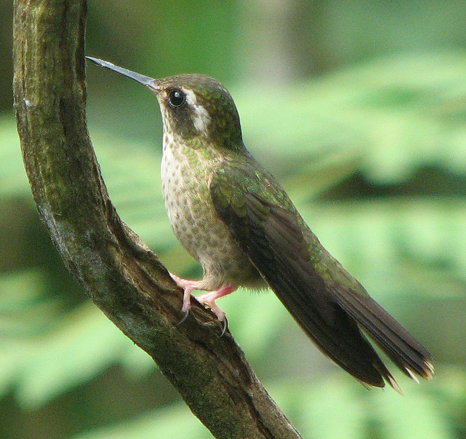 Speckled Hummingbird wallpaper