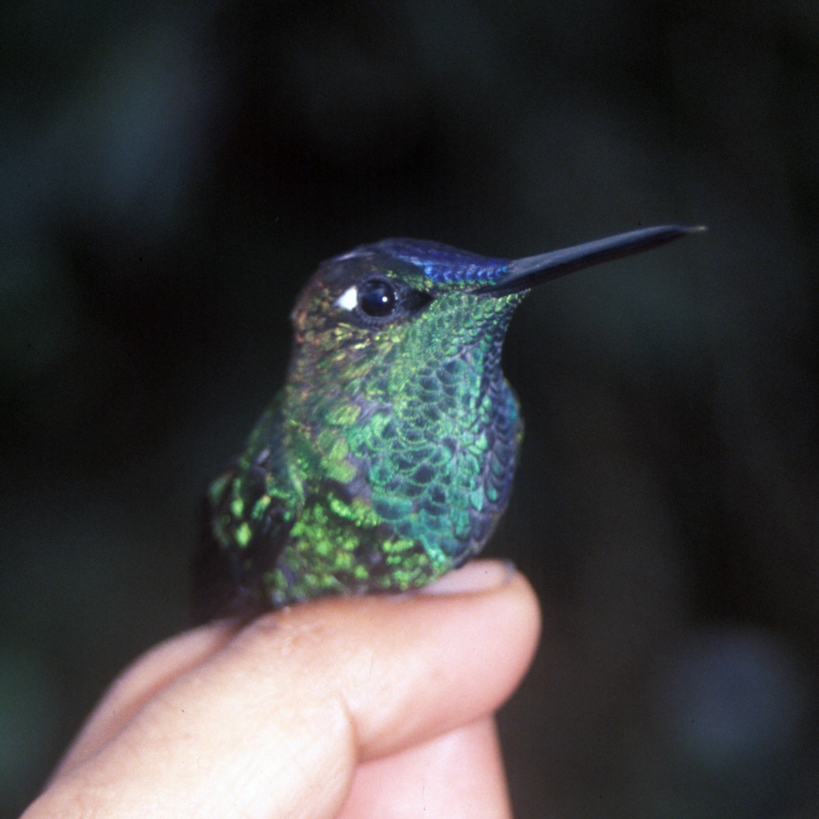 Violet-fronted Brilliant wallpaper