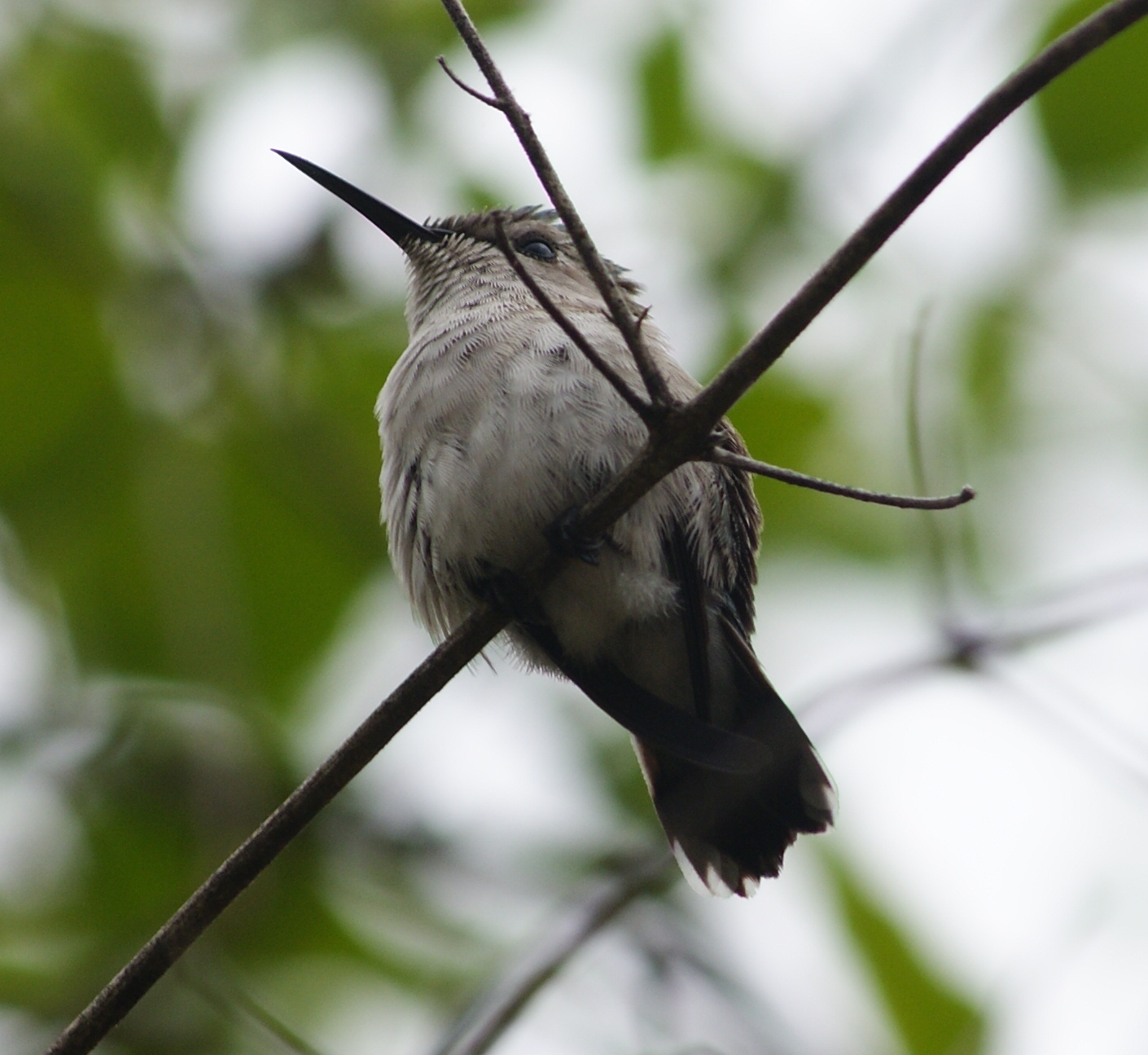 Bee Hummingbird wallpaper