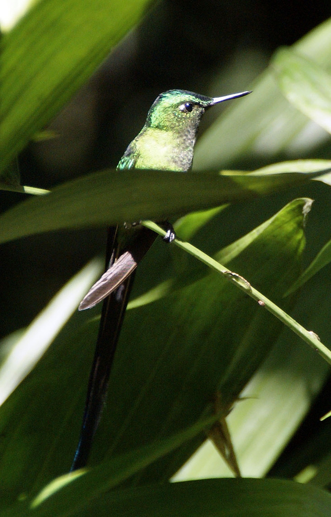 Long-tailed Sylph wallpaper