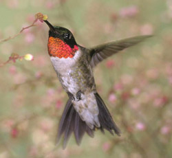 Ruby-throated Hummingbird wallpaper