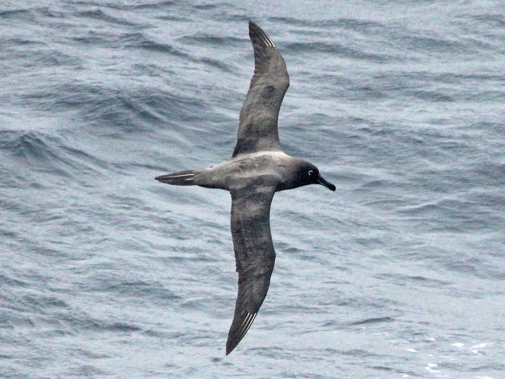 Sooty Albatross wallpaper