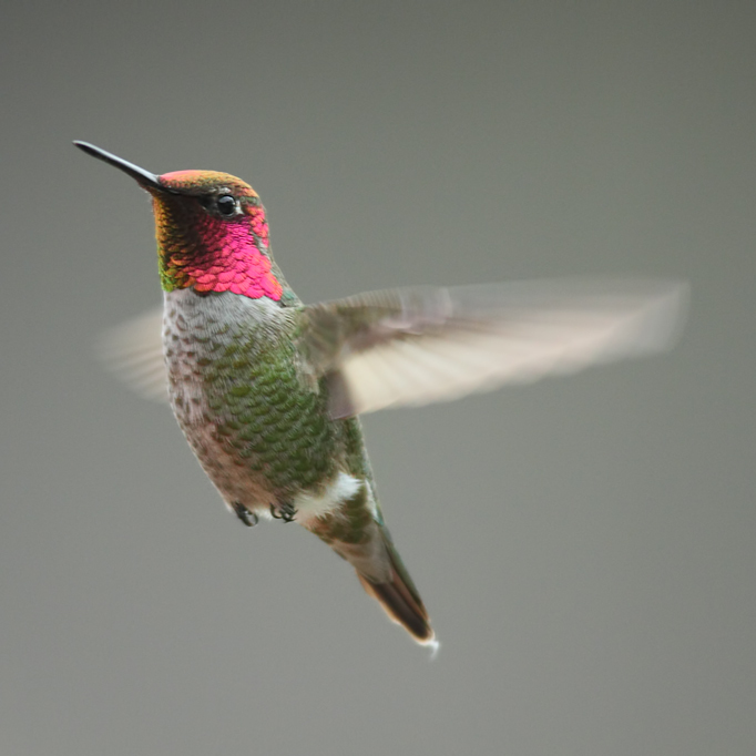 Anna's Hummingbird wallpaper