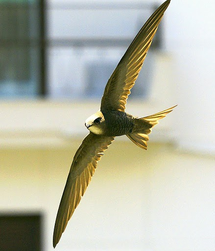 Pallid Swift wallpaper