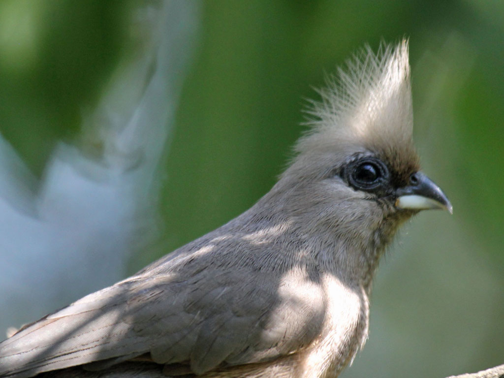 Speckled Mousebird wallpaper