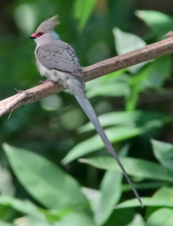 Blue-naped Mousebird wallpaper