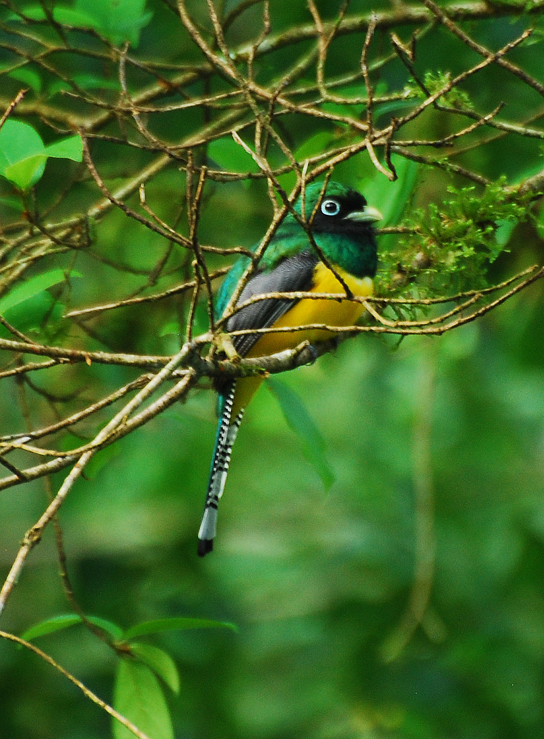 Black-throated Trogon wallpaper