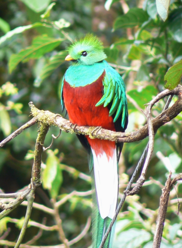 Resplendent Quetzal wallpaper