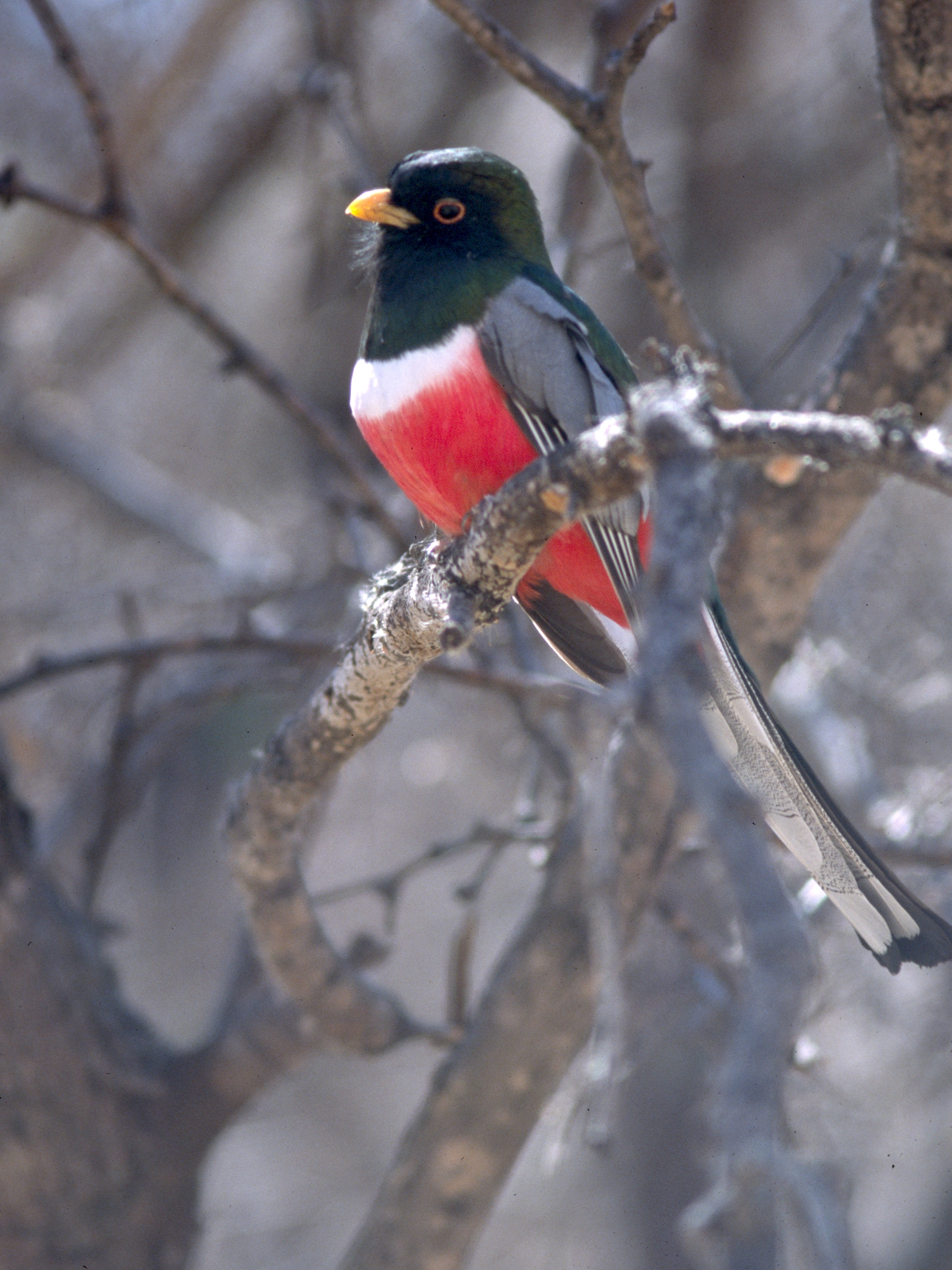 Elegant Trogon wallpaper