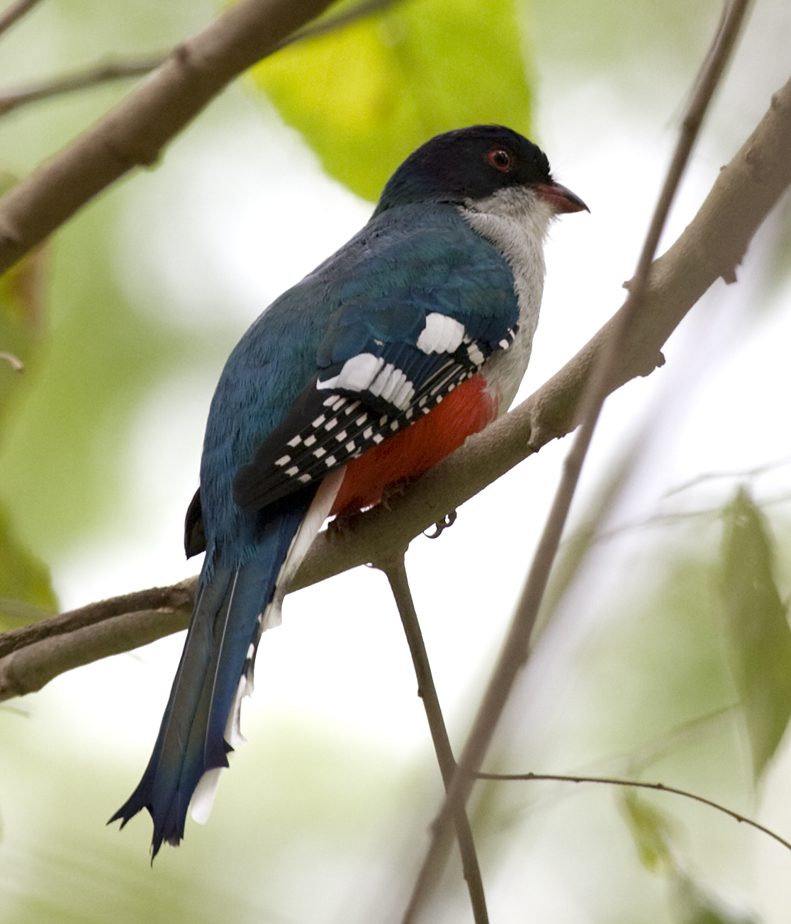 Cuban Trogon wallpaper