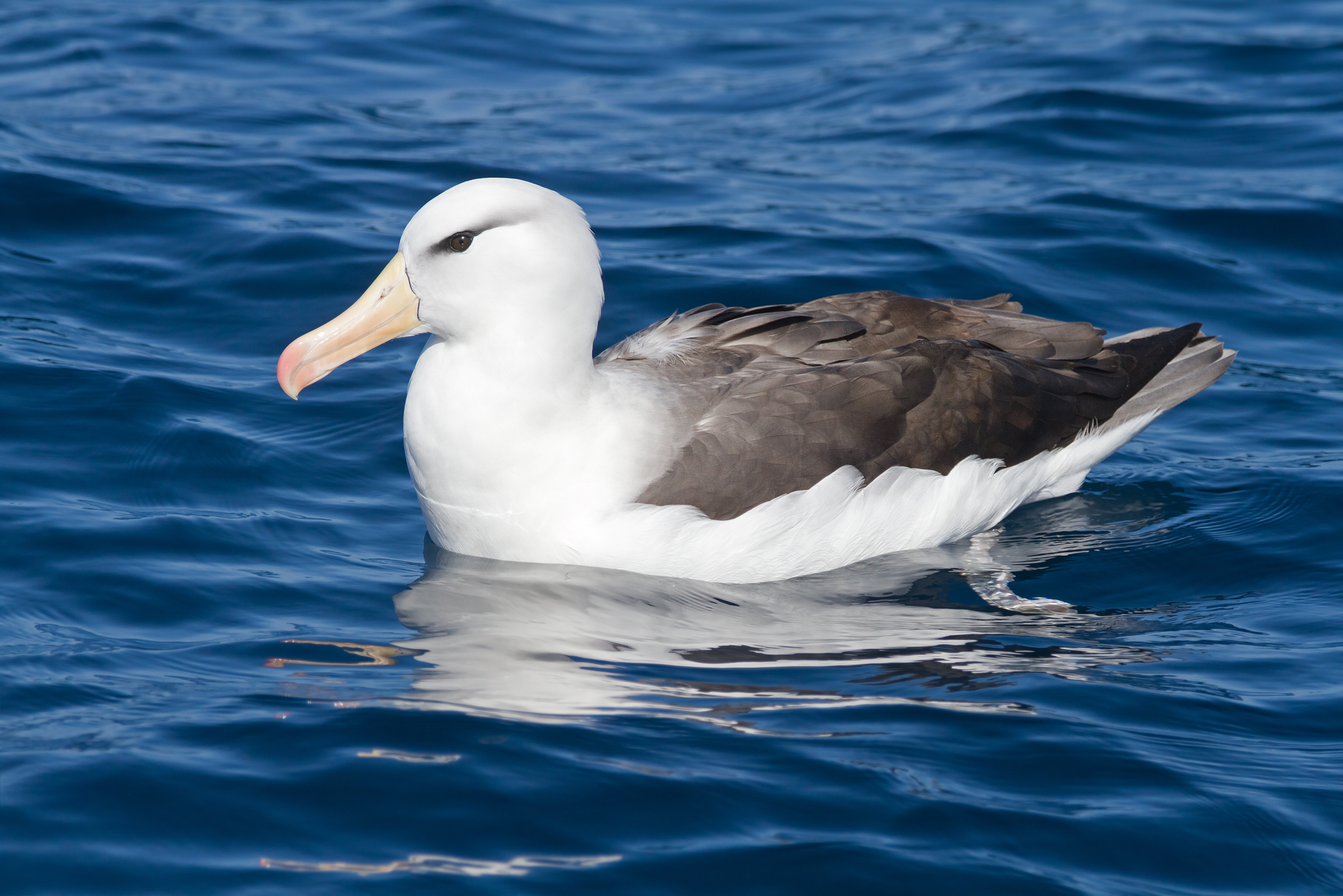 Black-browed Albatross wallpaper