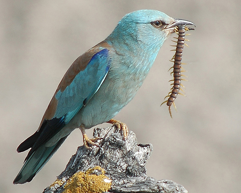 European Roller wallpaper