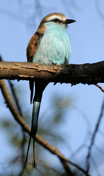 Racquet-tailed Roller wallpaper